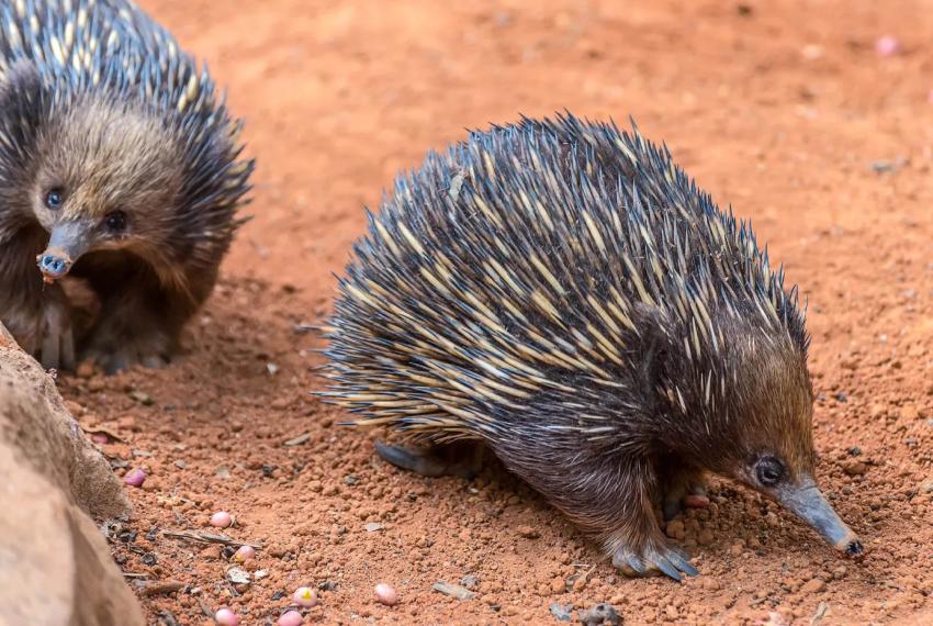 Two echidnas walking in a line across brown gravel.