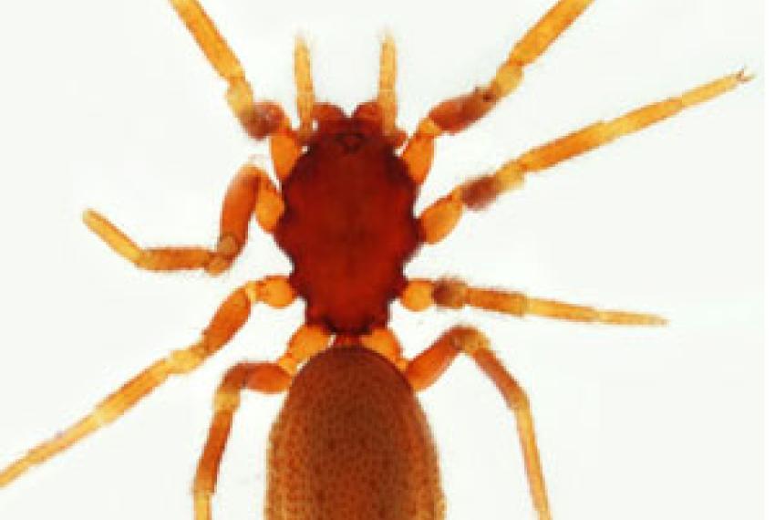 A new species of spiders found in South-Western Australia that was later named after Charles Darwin