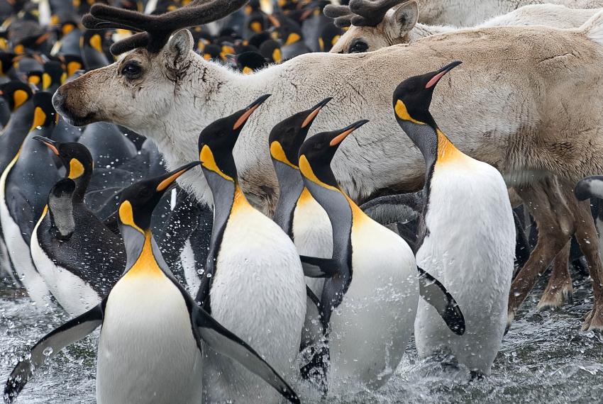 Penguins and Reindeer