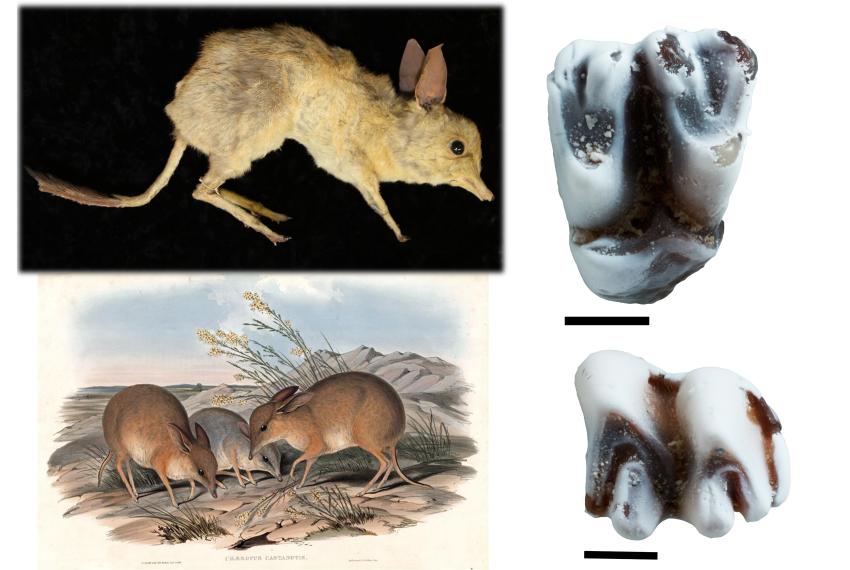 Top left – Specimen of Chaeropus ecaudatus from the Australian Museum. Bottom left – Reconstruction of Chaeropus ecaudatus by John Gould. Right – Upper and lower molar of the fossil Pig-footed bandicoot, Chaeropus baynesi. Scale = 1mm.