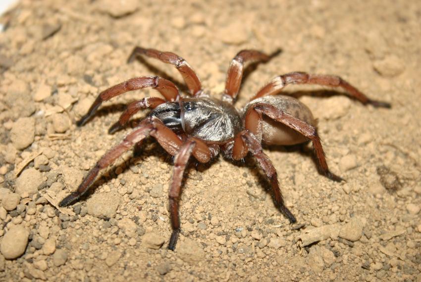Proshermacha telaporta