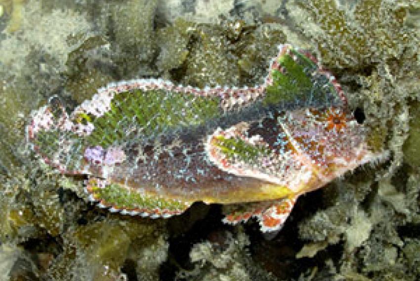 A Bearded Velvetfish camouflaged on a reef