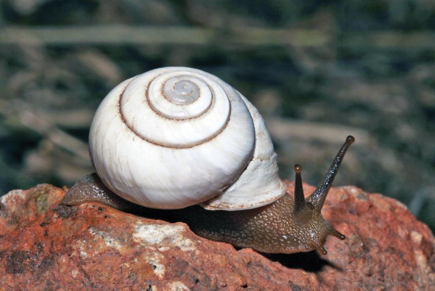 a white-shelled land snail on a rock
