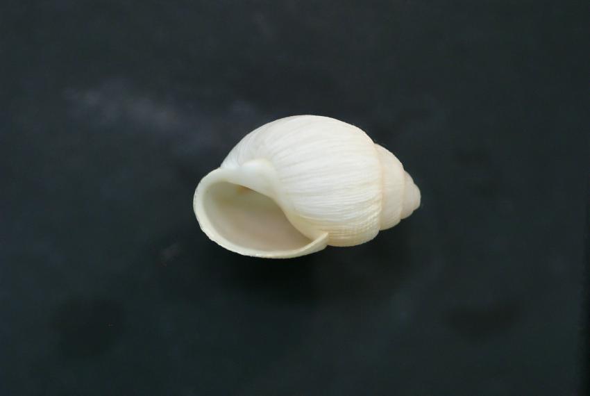 Recently collected shell of Bothriembryon whitleyi from Geraldton