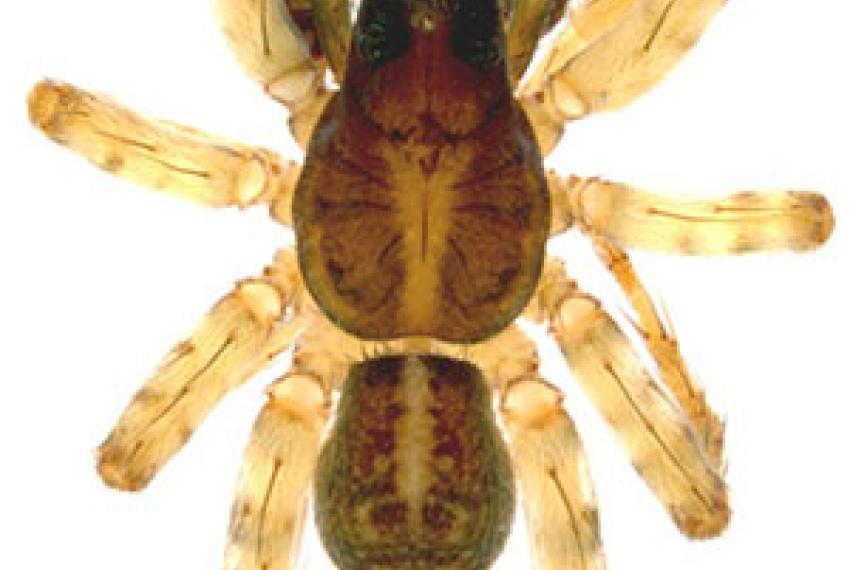 A close up photo of a large spider specimen