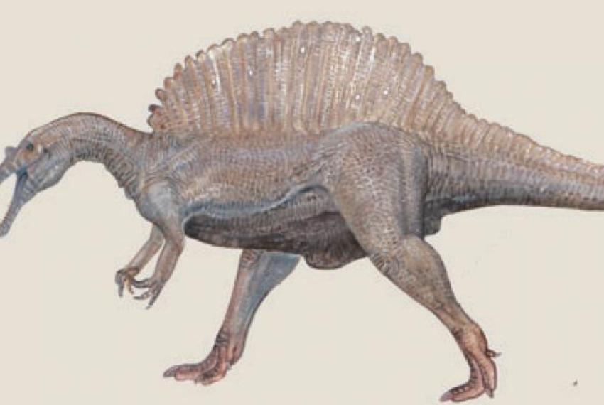 Illustration of Spinosaurus aegyptiacus