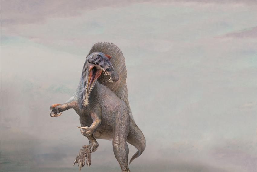 Scientifically accurate artwork of a Spinosaurus from which the animatronic dinosaur will be constructed