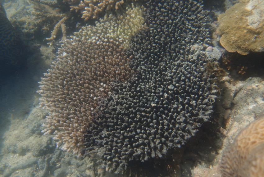 Caption: Terpios hoshinota in the Kimberley