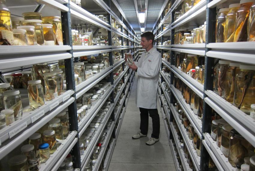 Dr Glenn Moore inspecting a specimen jar in a large wet store of museum specimens