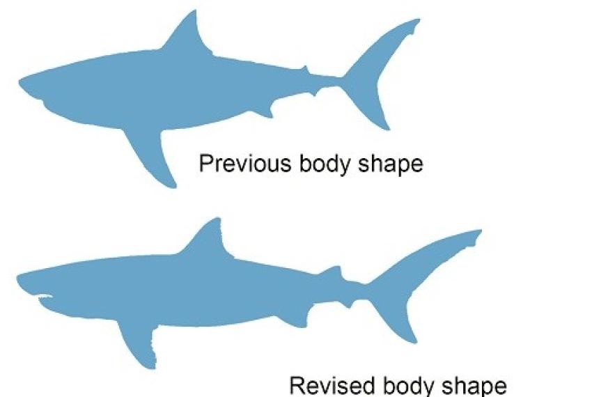 Body form comparison of Otodus megalodon