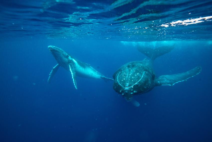 Under the Dome: Whale Super Highway