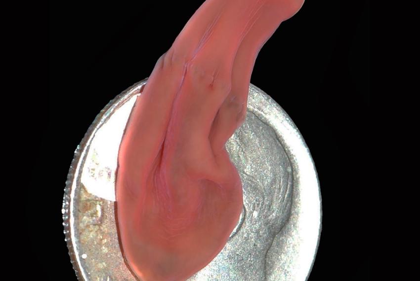 Newly discovered Xenoturbella hollandorum crawling over an American dime. Image courtesy Greg Rouse and Nerida Wilson.