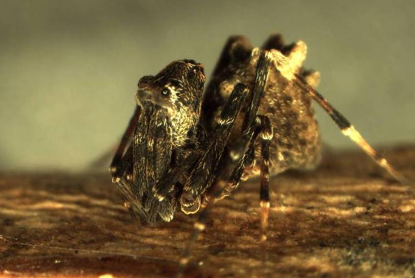 Close-up view of an assassin spider on a branch
