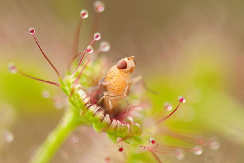 A small insect captured by a carnivorous plant