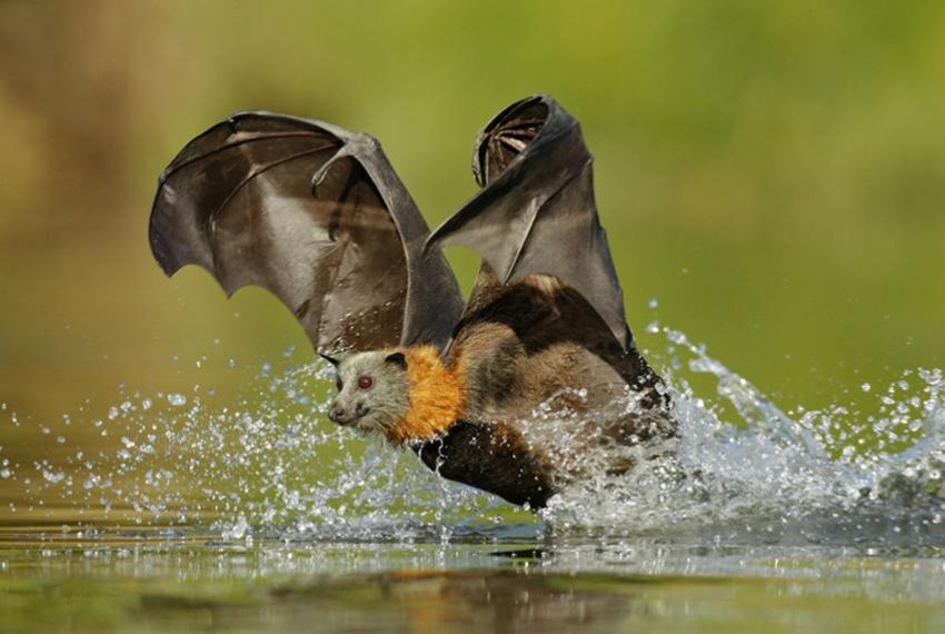 A bat flying over a body of fresh water