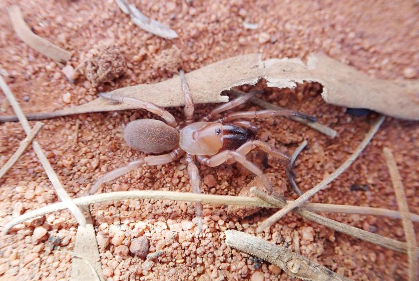 Hooded wishbone spider
