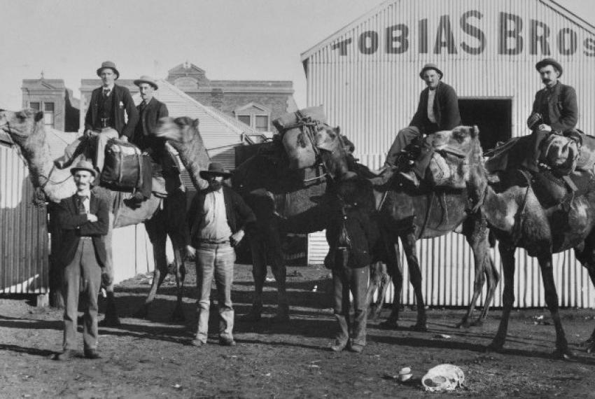 A historical picture of a group of men on camel-back