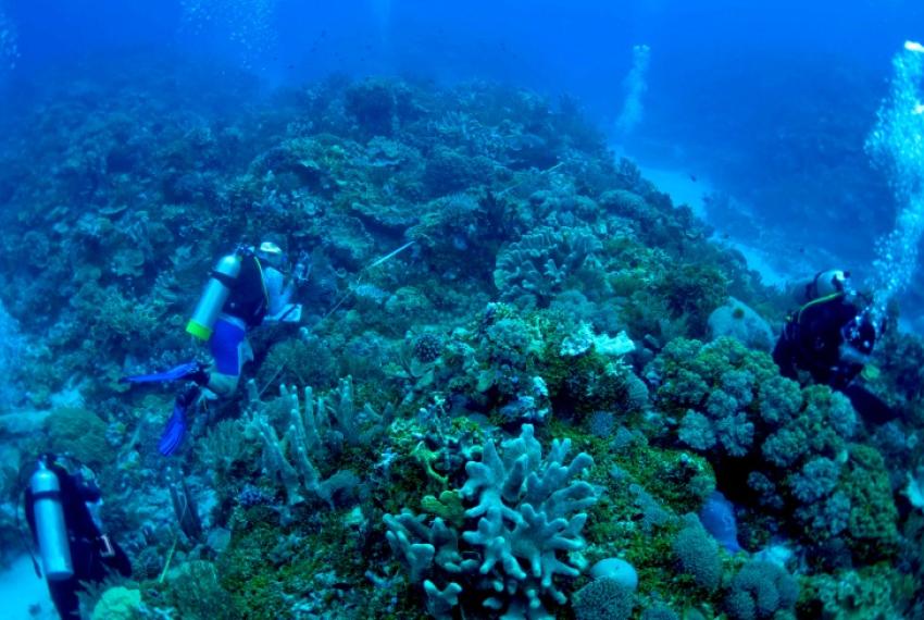Divers working on a large coral reef