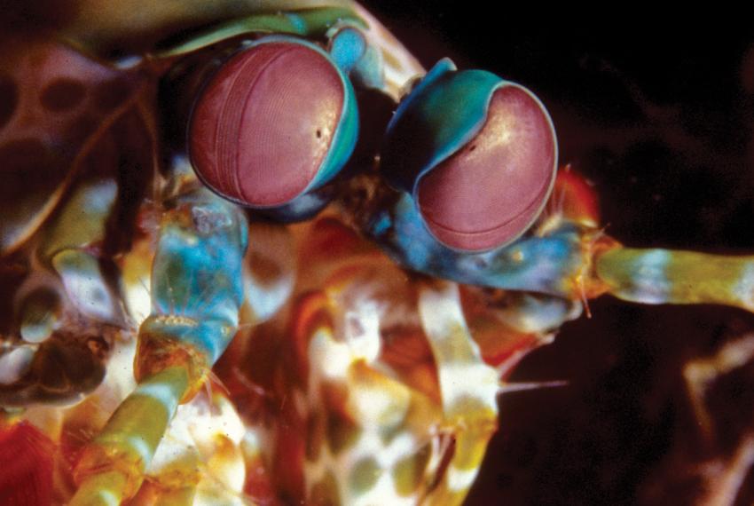 A colourful Mantis Shrimp