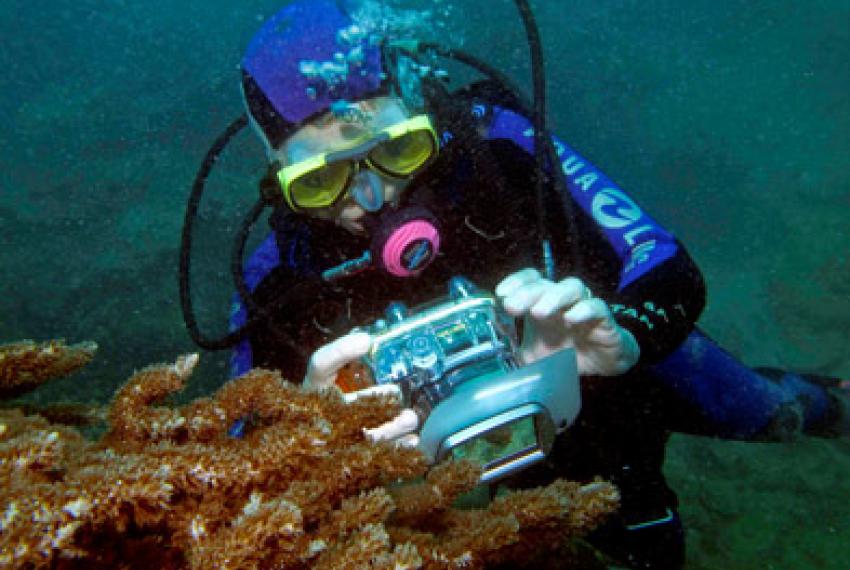 A diver examining a coral formation on a reef