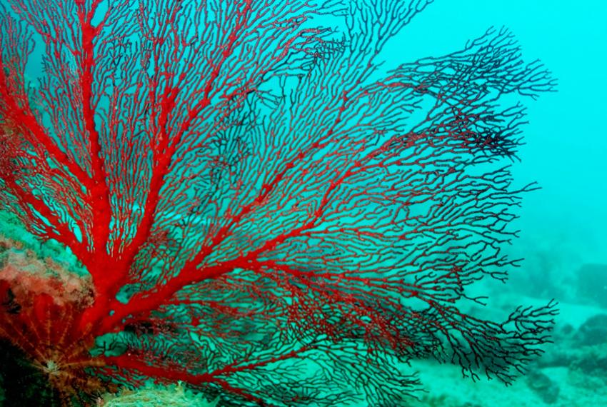 A large, red sea fan from a Kimberley coral reef