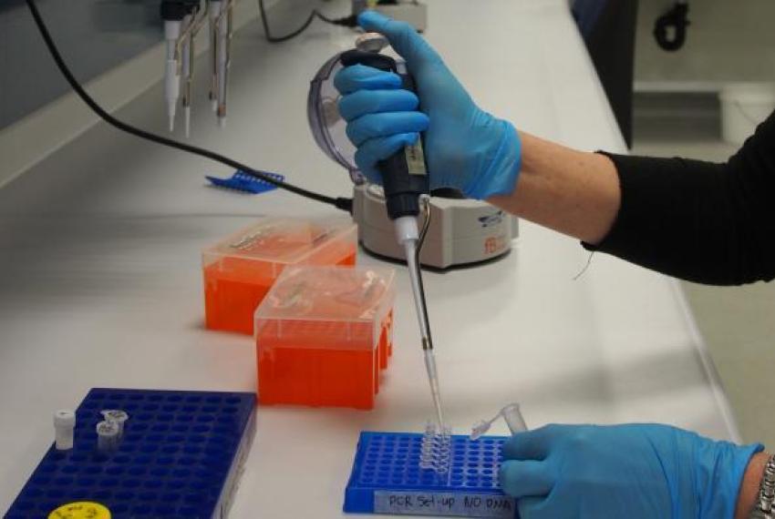 Image of scientist at work in the Molecular SystematicsLab