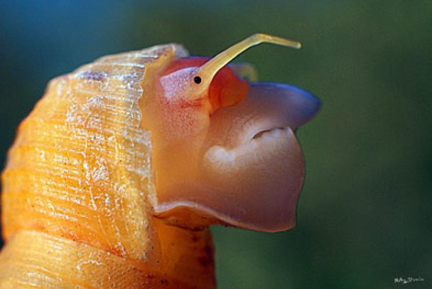 Close-up of a snail face with human-like features