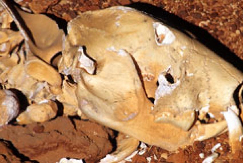 A skull of a marsupial lion