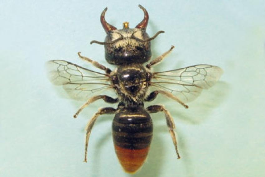 A new species of bee with giant jaws
