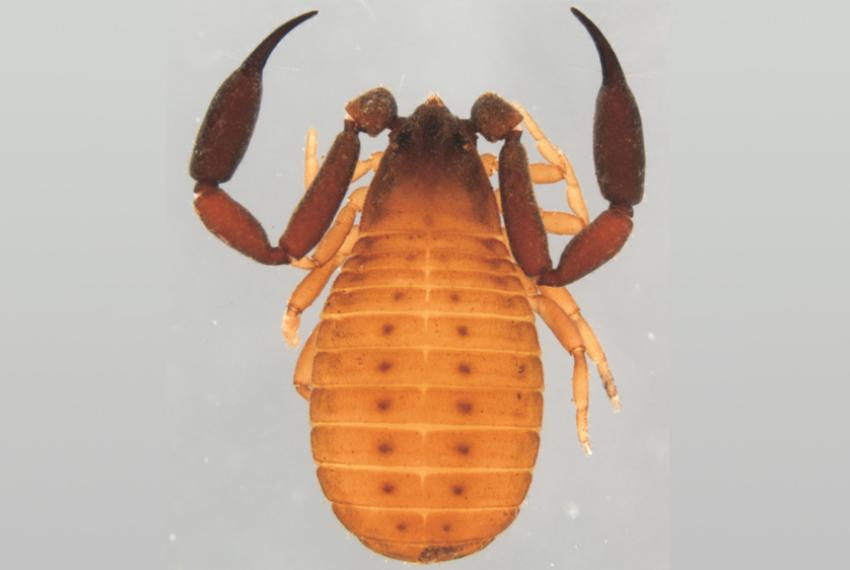 A close-up photo of a pseudoscorpion specimen