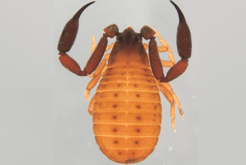 A close-up photo of a pseudoscorpion specimen