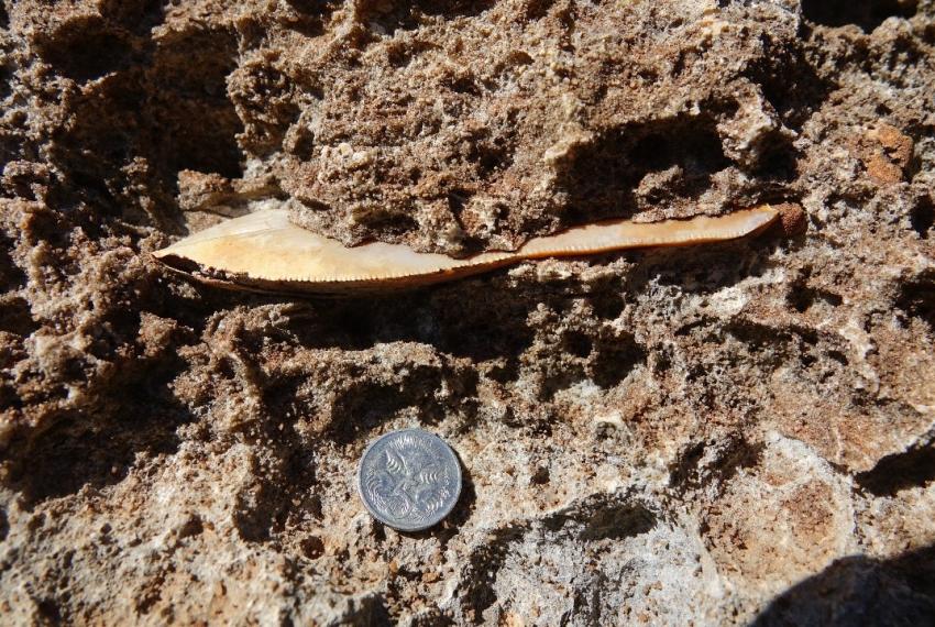 A 14cm tall shark tooth belonging to a Carcharocles megalodon found in hard limestone rock at Cape Range National Park