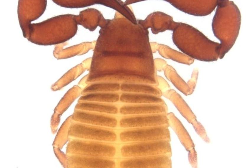 Austrochernes intutus - from Victoria