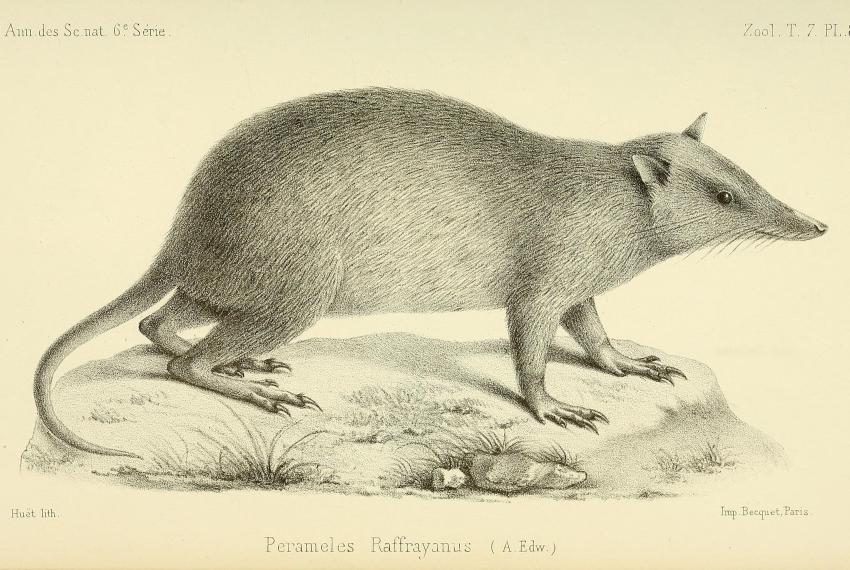 Illustration of Peroryctes raffrayana. Annales des sciences naturelles (1878). Wikimedia Commons
