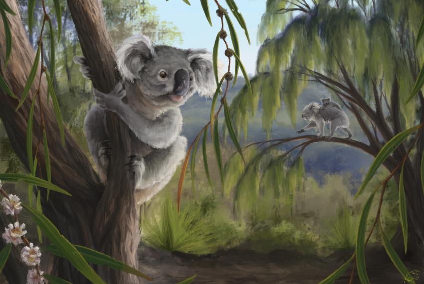 Reconstruction of the WA koala, Phascolarctos sulcomaxilliaris