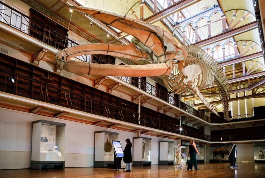 A large suspended whale skeleton hangs above visitors walking through a bright museum gallery.