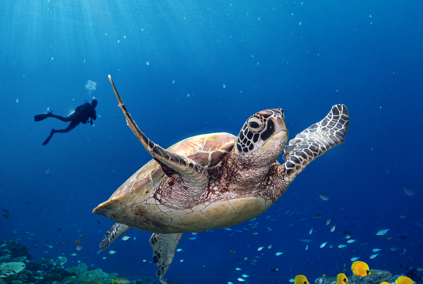 Sea turtle swimming above a vibrant coral reef in clear blue water, with a diver in the distance.