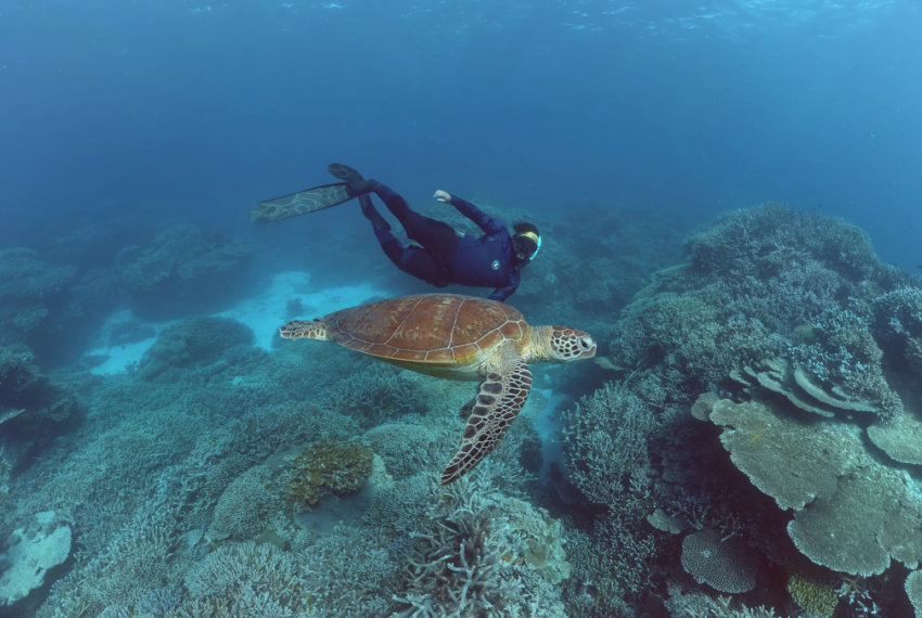 Life in the Great Barrier Reef