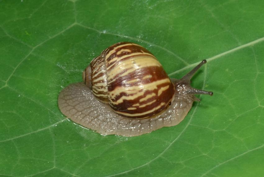 a snail on a leaf