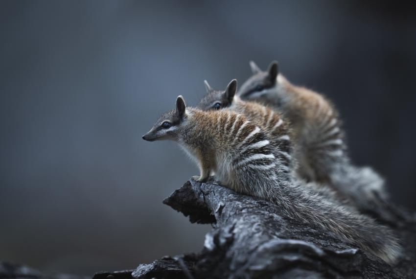 three numbats huddled together looking to the left of the image 