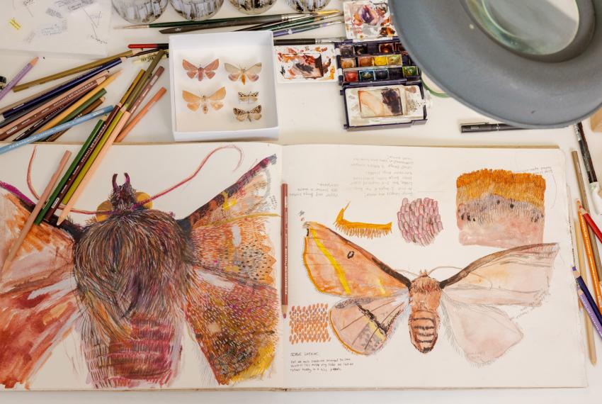 a topdown view of papers with intricate drawings of moths, drawing impliments and sample specimens
