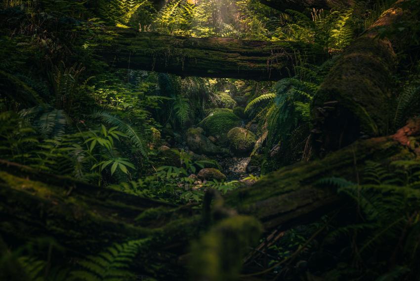 Lush fern-filled forest with moss-covered fallen logs and a small rocky stream beneath dappled sunlight.