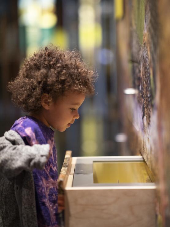 young child looking into museum drawer