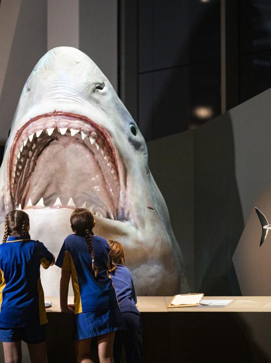 Children observing a shark exhibit 