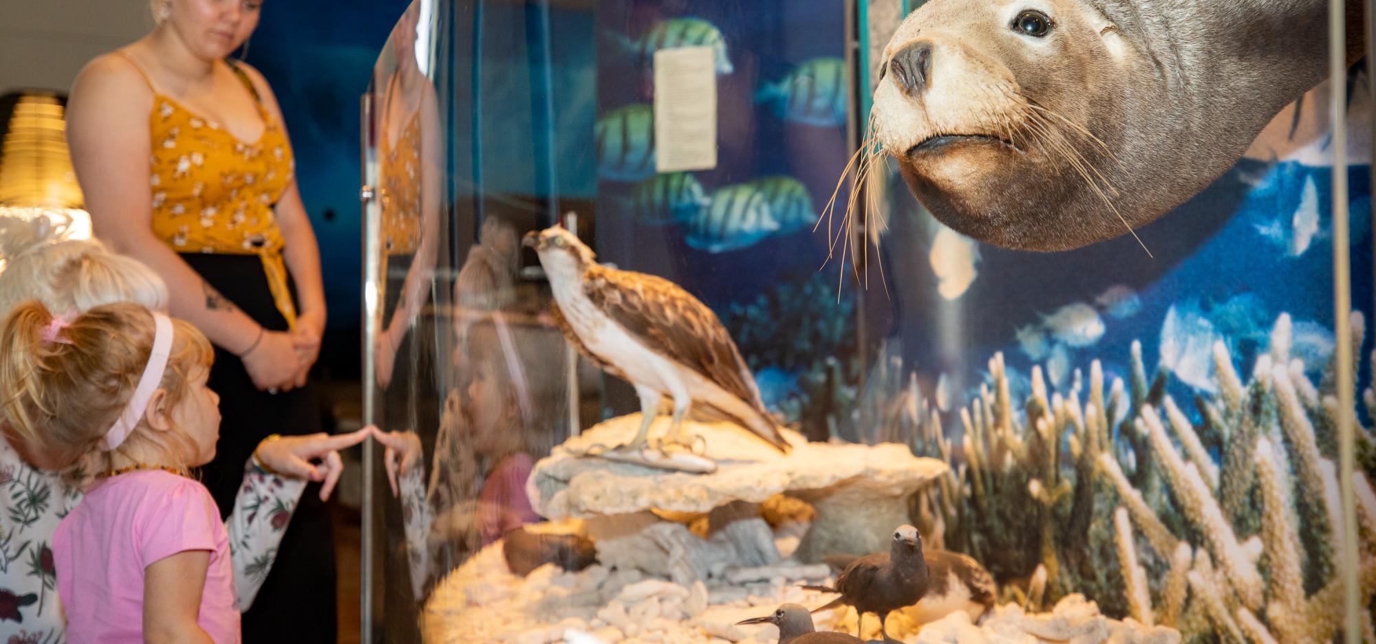Visitors examine a showcase in the Museum of Geraldton's Mid West Gallery