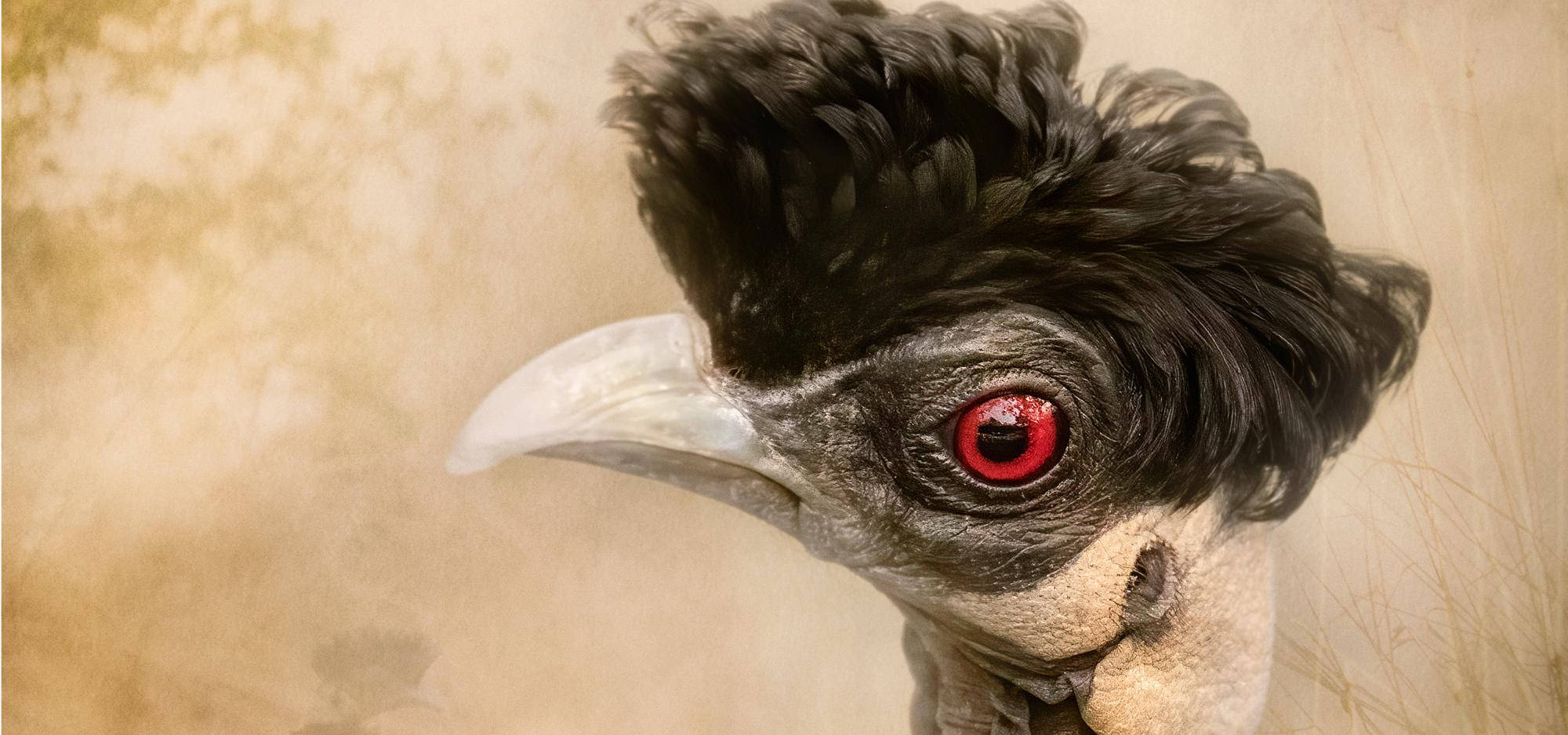 A close-up view of a crested guineafowl against a gold background