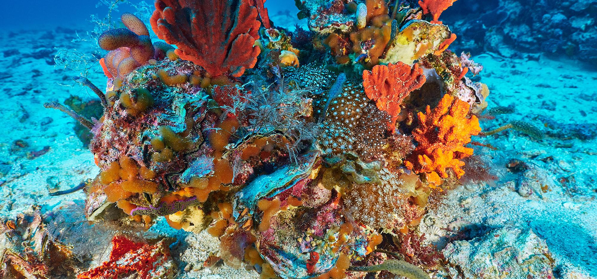 Brightly coloured corals and other sea life in deep blue water