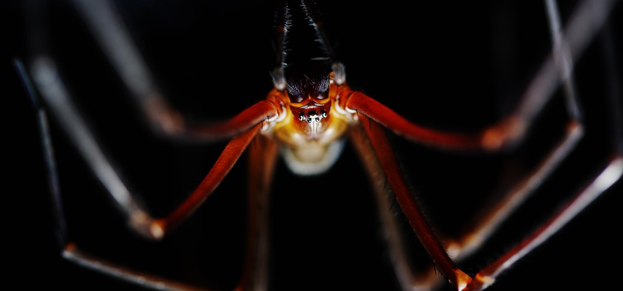 Header image of a spider looking creature