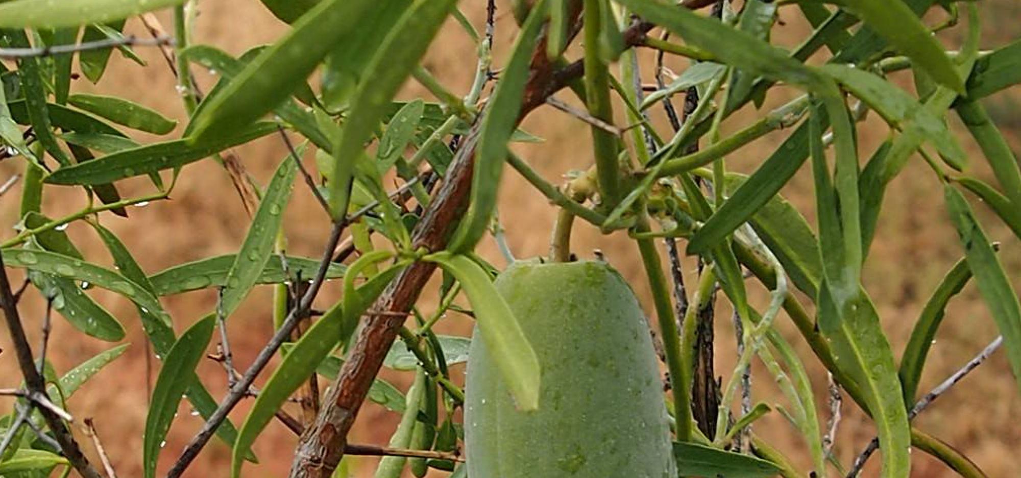 Marsdenia fruit and foliage