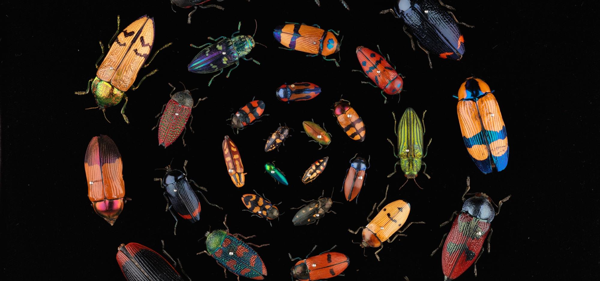 Colourful buprestidae arranged in a circle